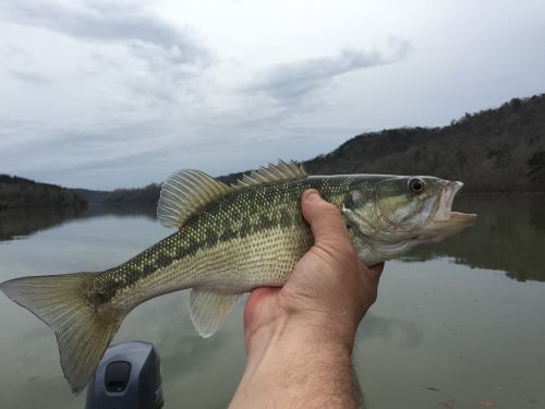 spotted bass fishing angling