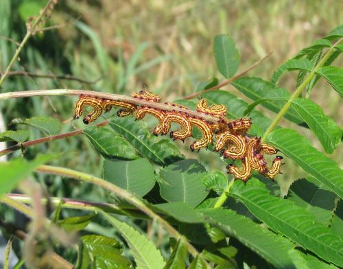 spotted datana moth sumac handmaiden moth datana perspicua