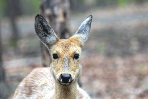 spotted deer doe cervus nippon