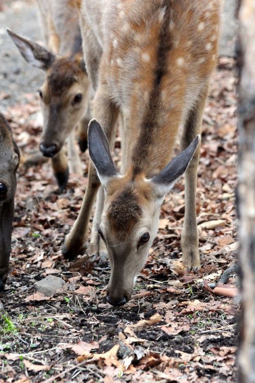 spotted deer cervus nippon doe