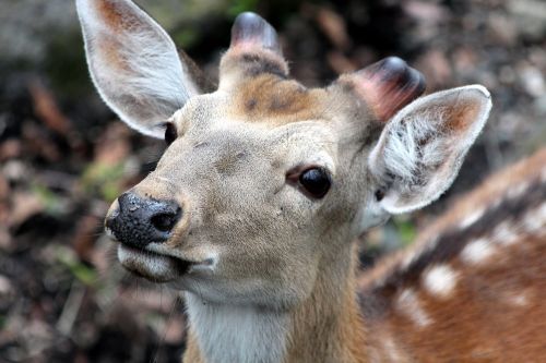 spotted deer cervus nippon the horn of africa