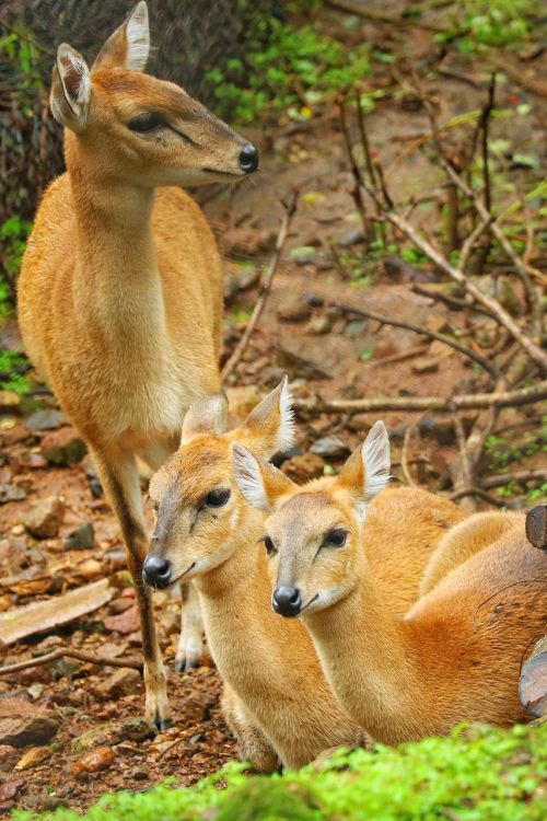 spotted deer wildlife jungal