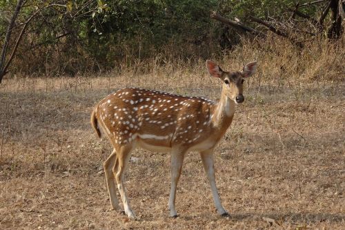 spotted deer chital doe