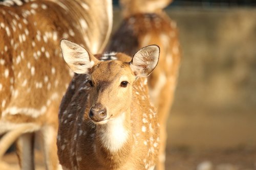 spotted deer  fawn  animal