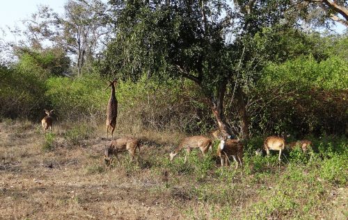 spotted deer chital axis axis