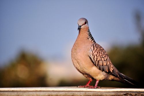 Spotted Dove 6