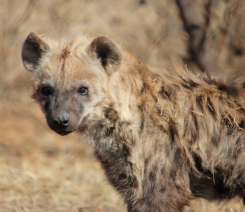 spotted hyena  predator  wildlife