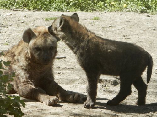 spotted hyena puppy zoo