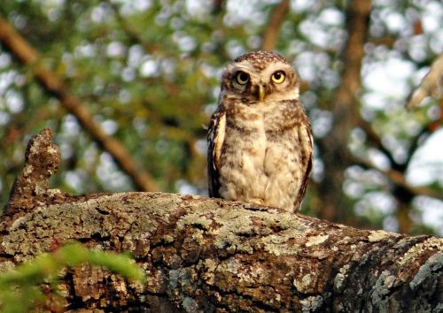 spotted owlet athene brama bird