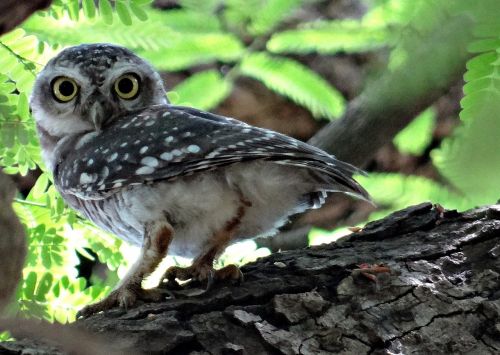 spotted owlet athene brama bird