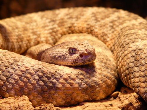 spotted rattlesnake snake crotalus mitchellii