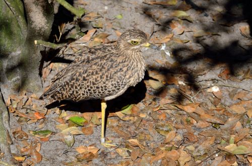 Spotted Thick - Knee Bird