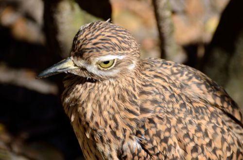 Spotted Thick - Knee Bird