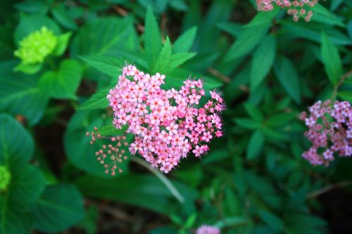 Spray Of Pink Flowers