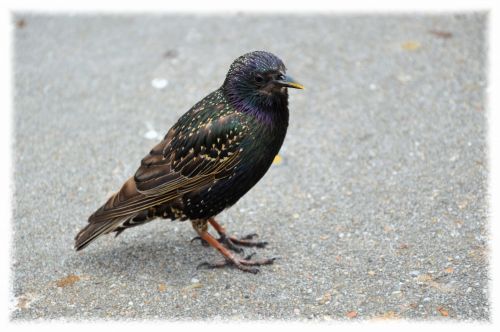 Starling 4