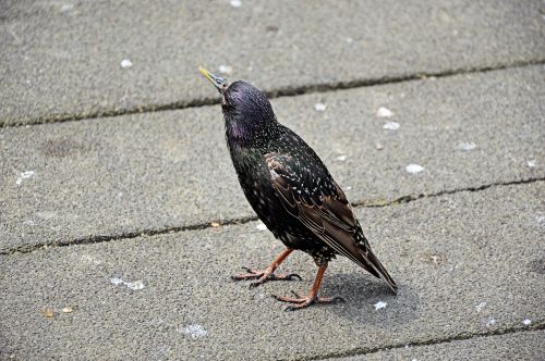 Starling