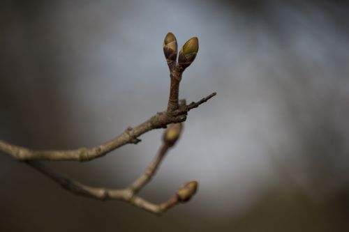 sprig the buds spring