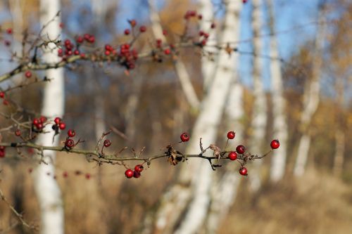 sprig crataegus red