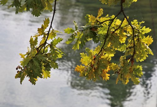 sprig  yellow  foliage
