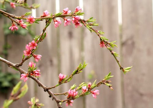 sprig  fruit tree  flowering