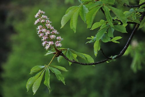 sprig  blooming  chestnut