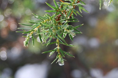 sprig a drop of conifer