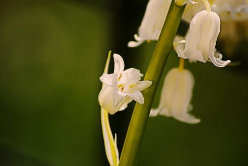 sprig of lily of the valley bell white flower