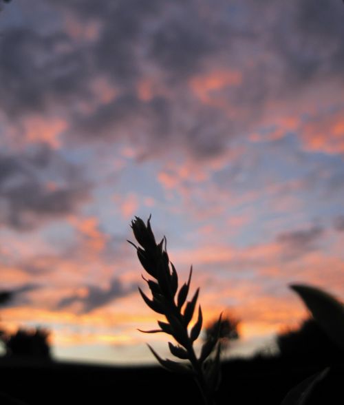 Sprig With Leaves Against Sunset