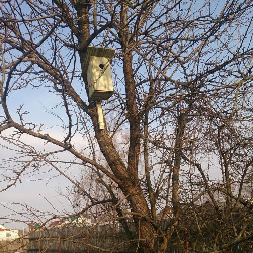 spring birdhouse tree