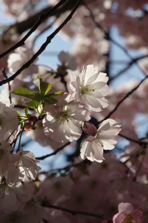 spring flowers plant