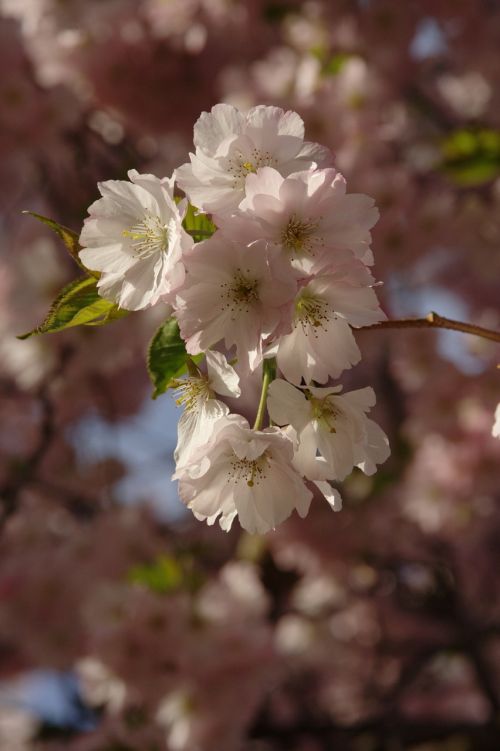 spring flowers plant