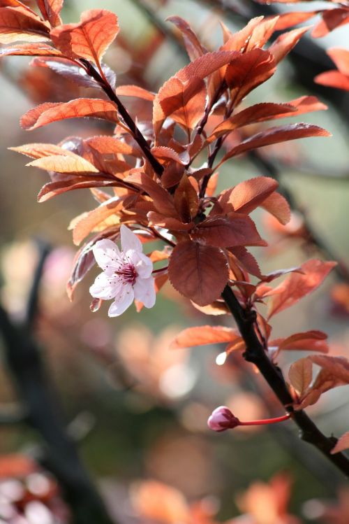 spring flower pink