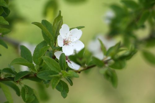 spring flower white