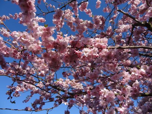 spring pink cherry blossom