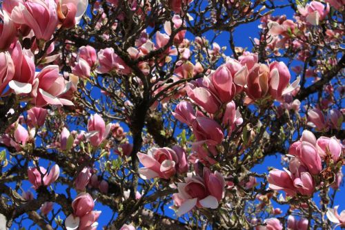 spring flowers tree