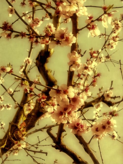 spring flowers blossom