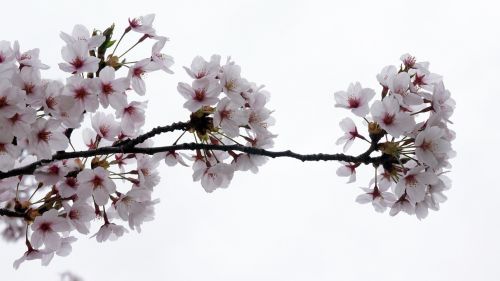 spring flowers cherry blossom