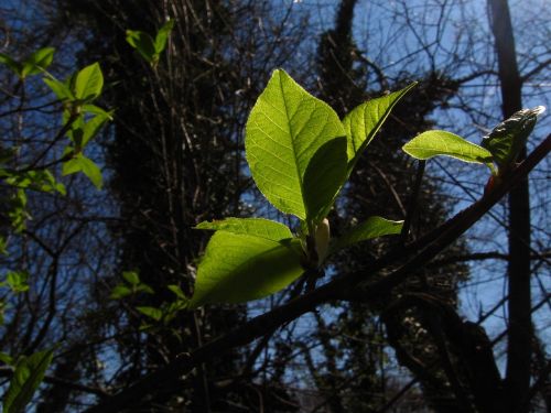 spring wood foliage