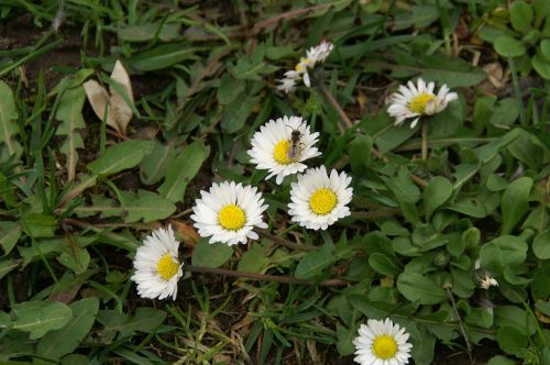 spring flowers daisies