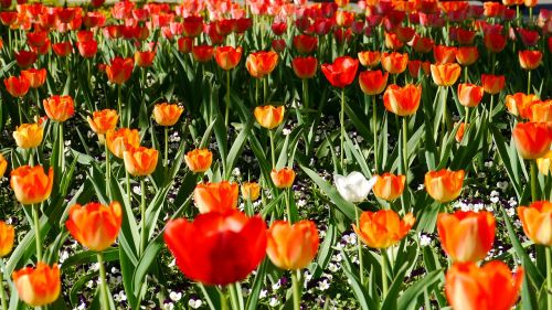 spring tulip field