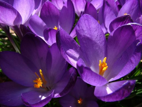 spring crocus purple