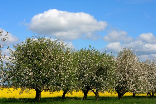 spring apple tree