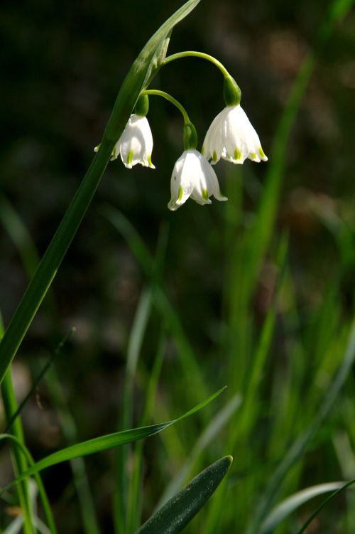 spring flower white flower