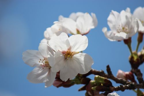 spring flowers spring flowers