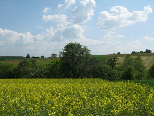 spring sky flowers