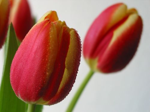 spring tulips floral