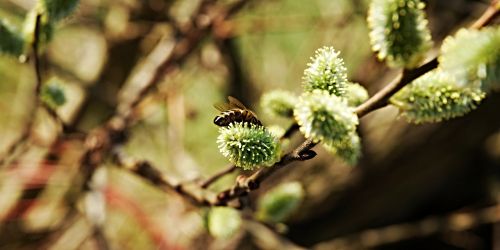 spring messengers of spring willow