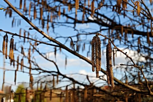 spring willow signs of spring