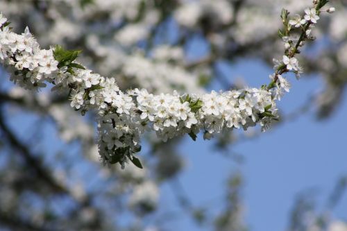 spring denmark flowers