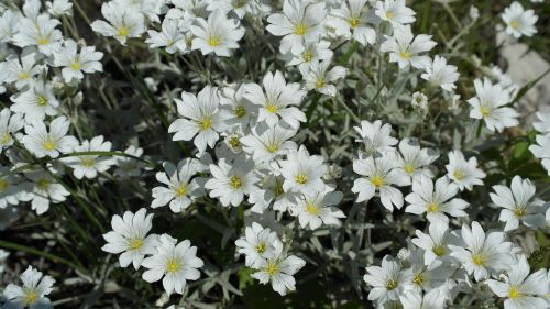 spring flower white